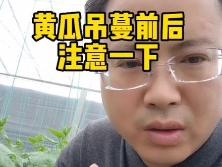 早春拱棚种植黄瓜吊蔓后,注意一下四个问题!#黄瓜种植技术 #抖音助农 #农业技术推广 #分享农业知识帮农民增产增收 @DOU+小助手