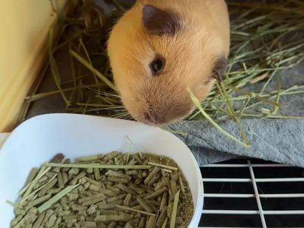 nono生病了! #豚鼠饲养日常 #豚鼠饮食 #宠物荷兰猪喂养 #荷兰猪食物 #卡皮巴拉