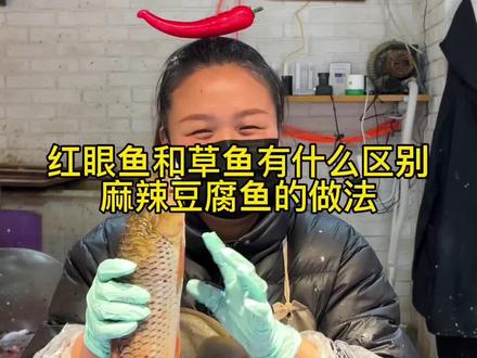 红眼鱼和草鱼有什么区别?今天就用这条红眼鱼做一个麻辣豆腐鱼#美食