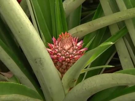 你知道,菠萝是如何种植的吗,带你了解它的全过程 #菠萝 #种植