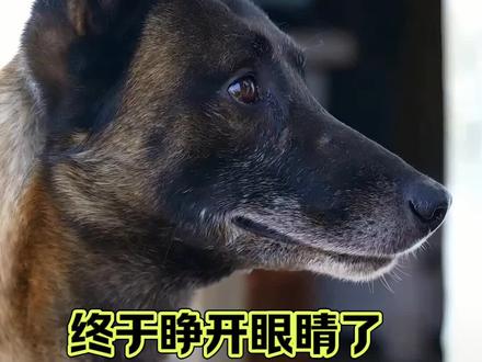 巴图醒了 巴图终于醒了不辜负众粉丝们的祈福#狗子成精了 #狗狗