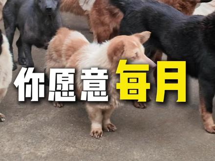 每月花16w救助流浪狗,背后真相更扎心~ #流浪狗 #流浪狗救助 #成都流浪狗救助 #关爱流浪动物 #汲刻
