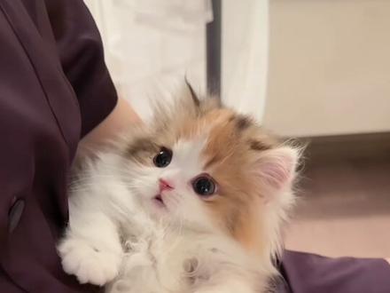 小猫得劲魔法(。ì _ í。) #这么可爱的小猫咪 #笨蛋小猫