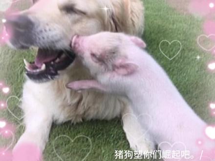 猪狗塑请崛起#狗塑 #猪塑 #萌物 #猪狗#illit