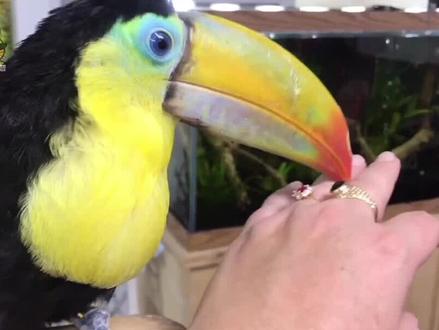 世界上嘴巴最大的鸟,嘴长24厘米,几乎占身体的一半! #科普 #动物 #鸟类 #大嘴鸟 #涨知识