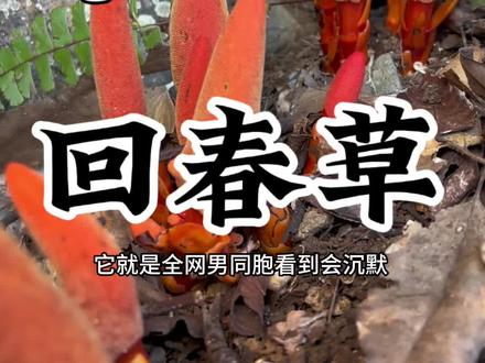 南方也有“神农四宝”之一的回春草?有点不太相信自己的眼睛!#内容启发搜索 #回春草 #大自然的馈赠 #疏花蛇菰#文王一支笔