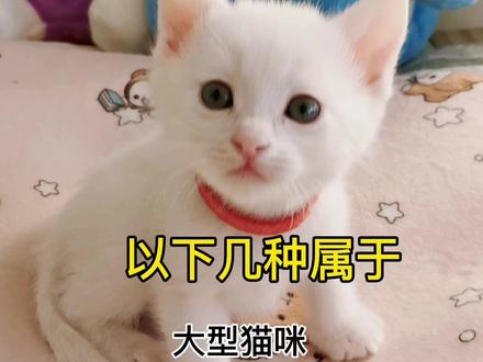 #创造灵感 #萌宠 #萌宠出道计划 #猫科动物 你喜欢大型猫还是小巧的猫咪