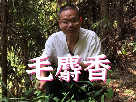 毛麝香又叫沙虫草,你们那有吗?#乡村守护人 #新农村计划2022 #农村生活