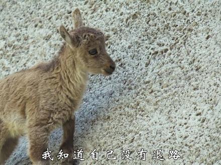 羱羊 阿尔卑斯羱羊,为了生存攀登上近乎垂直的墙面,是勇往直前,是对命运的冲锋。今天我们一起来了解羱羊的故事。#羱羊 #动物科普 #知识前沿派对 #动物世界 #说唱科普