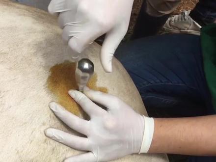 牛儿腹部肿胀得像个球,兽医查看后直接扎腹“放气”,太牛了!