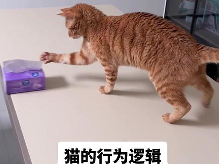 猫真的底层代码好奇怪哦#猫 #哈基米 #宠物 #拆家