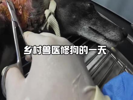 女兽医修猫修狗 狗打架咬伤缝合
外科缝合