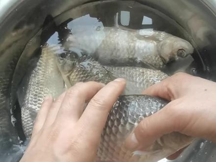 买鲫鱼总分不清野生家养?教你最直观的辨别方法,看一眼就懂,再也不买错!
#野生鲫鱼家养鲫鱼 #买鱼小技巧 #菜市场避坑 #生活小常识 #挑鱼攻略
