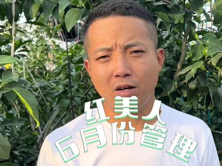 红美人的6月份管理!疏果、吊枝、施肥、病虫害!#三农 #象山红美人#红美人 #红美人管理 #红美人柑橘#象山柑橘 #红美人6月份管理 @抖音小助手