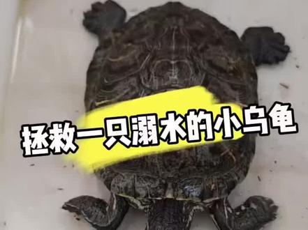 #人工合法养殖 #养龟日常 #龟龟🐢 溺水的龟龟拯救一下