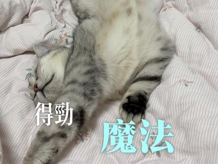 谁能扛住猫咪的得劲儿魔法🪄 #没有咪能抵抗得劲魔法 #糟糕这只小猫咪谁顶得住啊 #猫咪日常千奇百怪 #萌宠出道计划 #床上有只猫