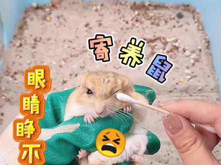 通心粉鼠眼睛睁不开了!?该怎么办呢 #爱宠来狂欢 #萌宠出道计划 #养宠进阶指南 #仓鼠