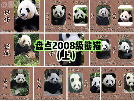 盘点2008级熊猫(上),有功仔、奇福、园子、贝贝欢欢、迎迎妮妮、蜀祥蜀云……这一级熊猫的出生既是治愈了地震带给人们的悲痛,更是为北京奥运会增添一份光彩。#来这吸熊猫 #熊猫基地看熊猫 #国宝大熊猫 #一方水土养一方熊猫 #萌宠出道计划
