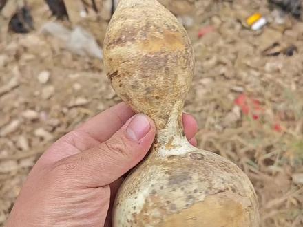 野生葫芦变形计 去年的时候在古河道发现了一颗野生的葫芦,然后把它们做成了酒葫芦,这把是最后一把#野生葫芦 #野生葫芦变形计 #野生葫芦酒葫芦 #做一把野味十足的葫芦