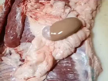 猪腰上面长有水泡是怎么回事?#放心肉 #伍帮主讲解 #伍帮主