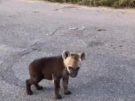 小姐姐野外救助了只落单的鬣狗,一步一步把它养成宠物狗#鬣狗 #治愈#野生动物零距离