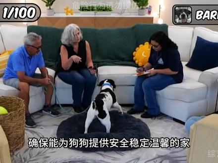 狗狗拯救计划 国外最大网红野兽先生耗费数百万美元,只为拯救100条狗狗,给狗狗找到的主人#野兽先生 #拯救狗狗 #爱狗 #mrbeast #爱狗人士