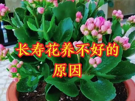 家庭养花知识分享#长寿花养不好的原因#长寿花