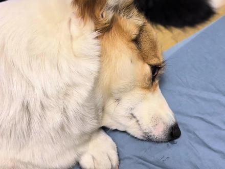 我都快忍不住了😅,这傻狗非要我叫他矮冬瓜,咋整啊? #柯基 #边牧 #不养狗不知道养狗的乐趣