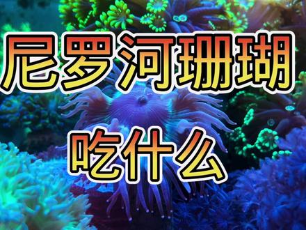 尼罗河珊瑚#原创 #海水鱼珊瑚 #海缸 #海缸日记 #海水鱼珊瑚 #珊瑚 #海缸 #珊瑚缸 #小丑鱼