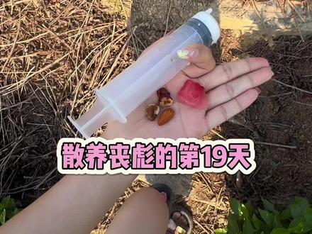 散养丧彪的第19天#松鼠🐿 #松鼠 #野生动物零距离 #小松鼠