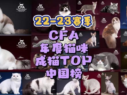 2022-2023赛级CFA年度猫咪TOP成猫榜-中国 #CFA猫 #纯种猫 #布偶猫