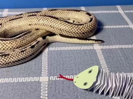 #折纸 一起来动手做一只“跳跳蛇”吧🐍#手工diy #儿童职业体验