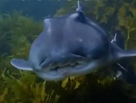 动物界最会生育的巨无霸 鲨鱼 #海洋生物 #奇妙的动物 #鲨鱼宝宝 #鲨鱼