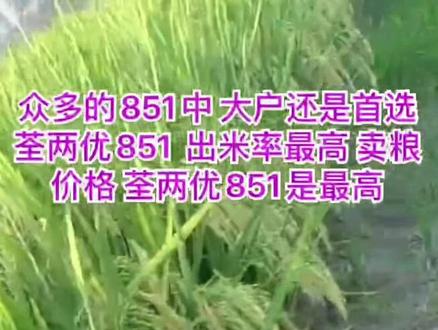 不是所有的851都叫荃两优851,在众多的851中,种田大户只选荃两优851,因为荃两优851出米率最高,粮价卖的也是最高!