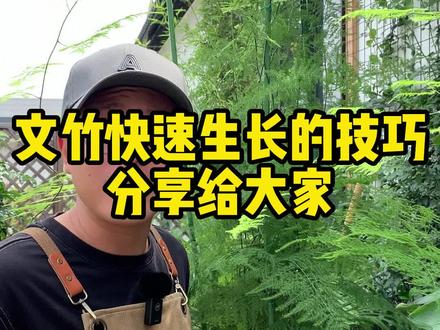文竹快速生长的技巧分享给花友们,#花卉绿植 #文竹 #文竹黄叶