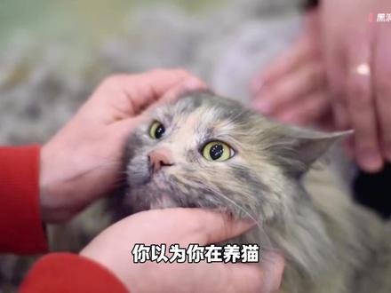 我们都被骗了:不是人类驯化了猫,而是猫驯化了人类。 #猫 #冷知识 #颠覆认知 #宠物 #科普知识