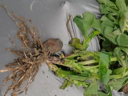 蚕豆枯萎病怎么预防好?#蚕豆#枯萎病#土壤改良