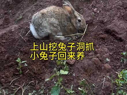 上山挖兔子洞抓小兔子回来养 上山挖兔子洞抓小兔子回来养#兔子 #动物 #三农养殖 #农村创业养殖 #兔多多农场