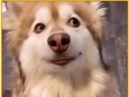 “对赌失败”,山东赔了河南2.5亿? #黄河 #山东 #河南