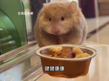 仓鼠不知道什么是过年,只知道主人早出晚归,今年我也给我的小鼠准备了年夜饭,他可是我亲手挑选的家人啊#仓鼠 #金丝熊