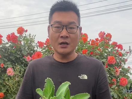 尽量种在盆里、我怕你给它整泛滥了#多肉