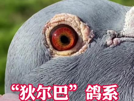 传奇,狄尔巴系#信鸽赛鸽 #又在骗我养鸽子 #养鸽人 #鸽子 #职业赛鸽