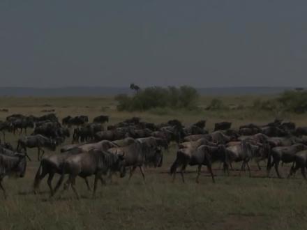 动物世界:东非动物大迁徙,自然界七大奇观之一 #动物世界 #角马