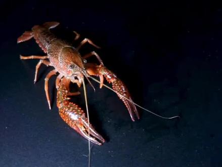 玩转Openclaw必懂,什么是Token
#openclaw #token