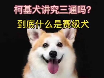 #萌宠出道计划 #柯基 #抖in萌宠计划 @DOU+小助手 @抖音小助手 @DOU+上热门