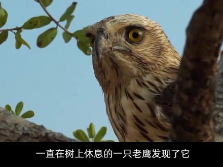 老鹰捕猎受伤巨蜥,以为手到擒来,却被巨蜥咬伤翅膀险些命丧当场