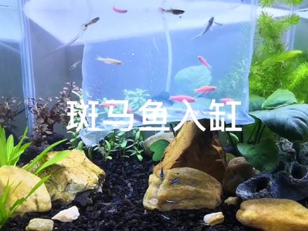 斑马鱼,红绿灯鱼,孔雀鱼,黑壳虾混养#鱼缸里的大自然
