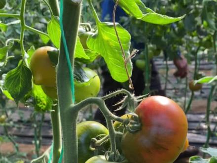 今天我爸给大棚放水 , 给大家看看滴灌怎么放水的 ,老头嘟囔地太干了也不敢多放 #农村生活 #三农 #农业种植 #铁皮柿子 #优质农产品