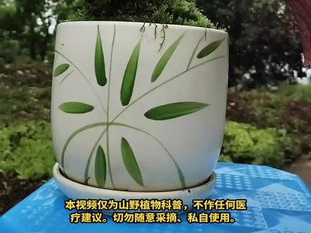 第166集|一口血
大名鼎鼎,你知道多少?欢迎在评论区交流!
#一口血 #中华秋海棠 #植物科普 #识百草 #农村生活