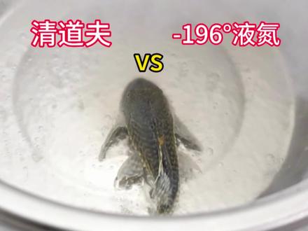 把清道夫扔进零下196°的液氮里!解冻后能复活么?#清道夫 #液氮 #实验
